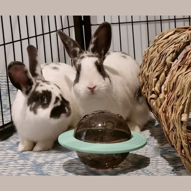 Photo of 🐰Star & Nova🐰(Located In Mount Evelyn)