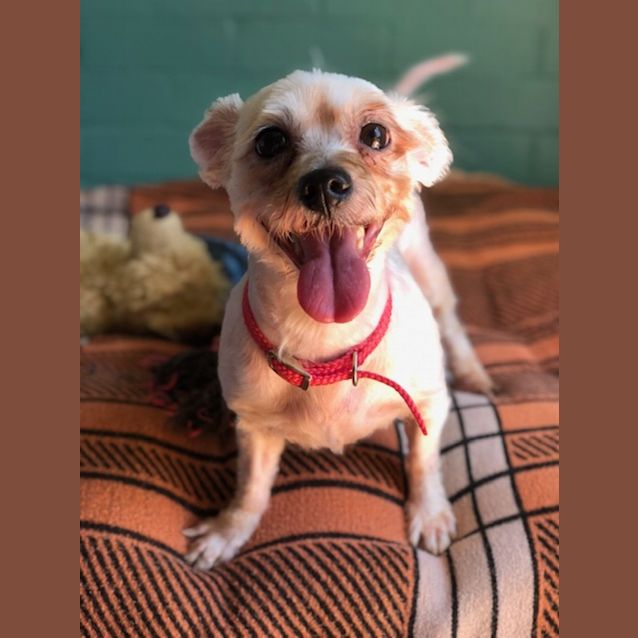 Photo of Tuppence