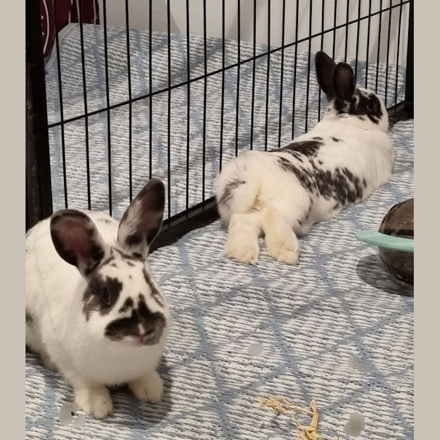 Photo of 🐰Star & Nova🐰(Located In Mount Evelyn)