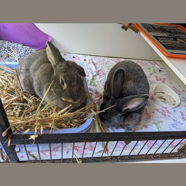 Photo of Sir & Shadow