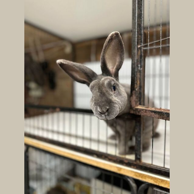 Photo of Sir & Shadow