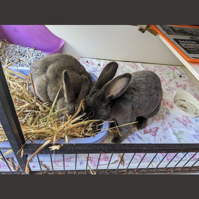 Photo of Sir & Shadow