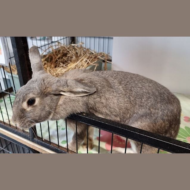 Photo of Sir & Shadow