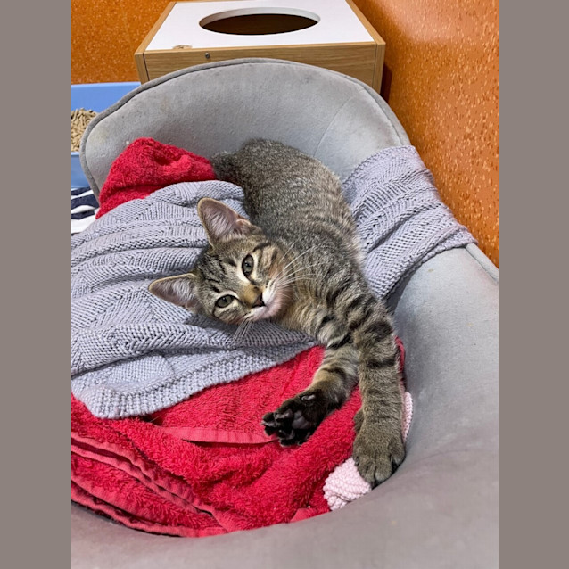 Photo of Stella