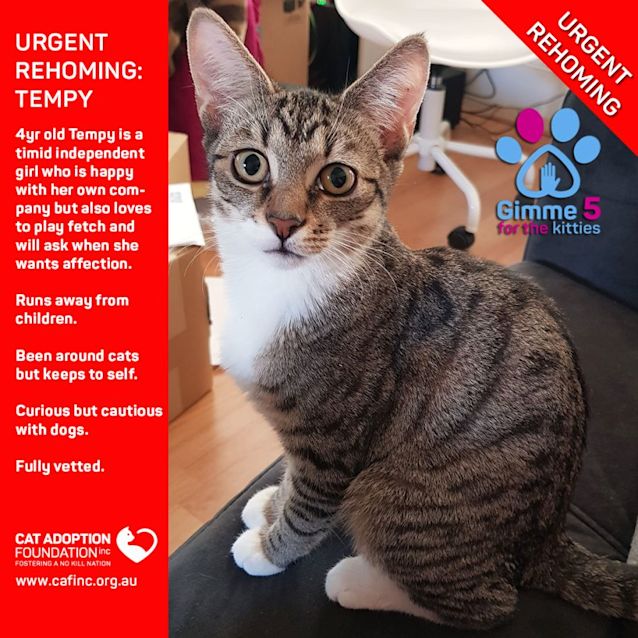 Photo of Tempy Private Rehoming No Charge!