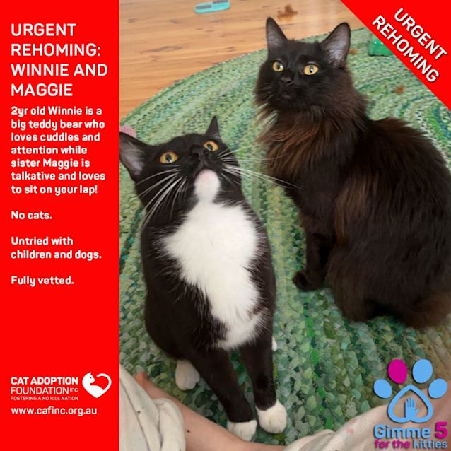 Photo of Winnie And Maggie Private Rehoming No Charge!