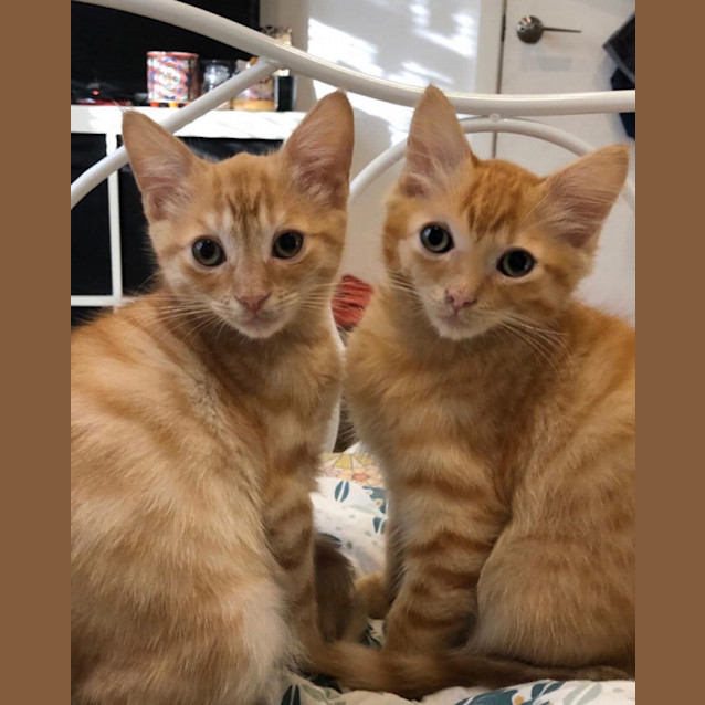 Photo of Rhubarb And Custard 