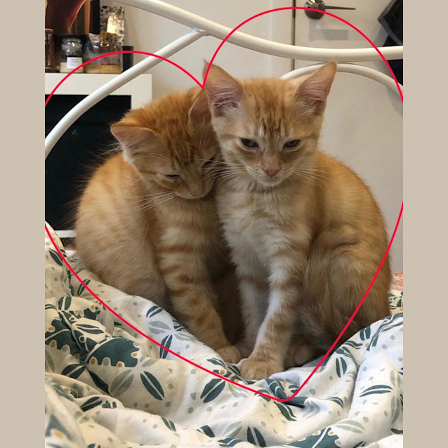 Photo of Rhubarb And Custard 