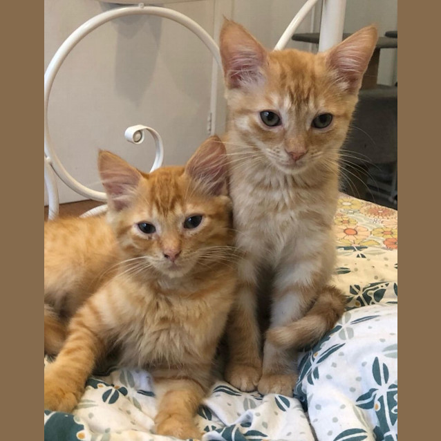 Photo of Rhubarb And Custard 