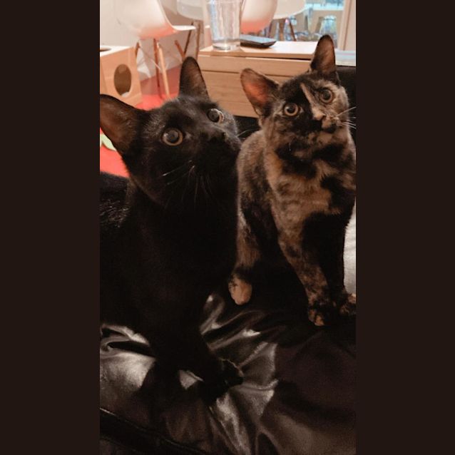 Photo of Pluto And Calypso Bobtail