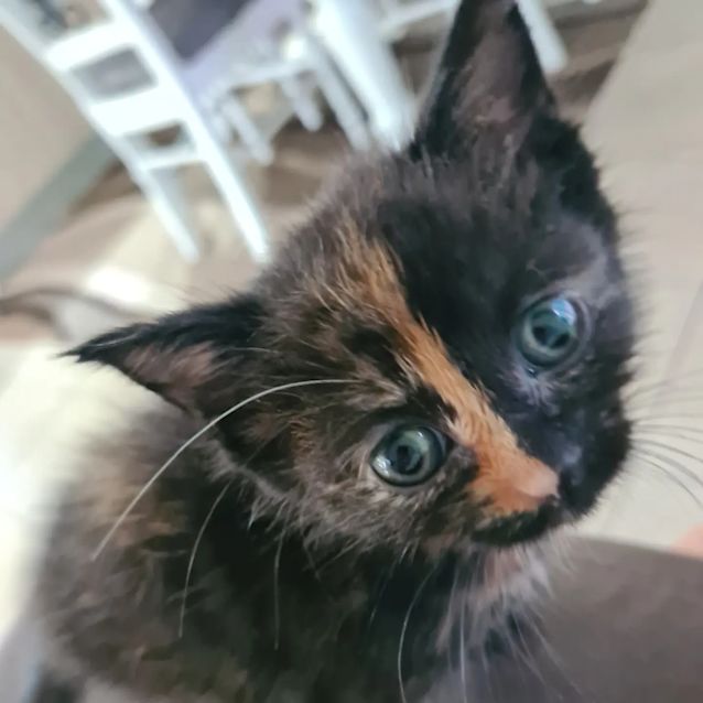Photo of Pebbles