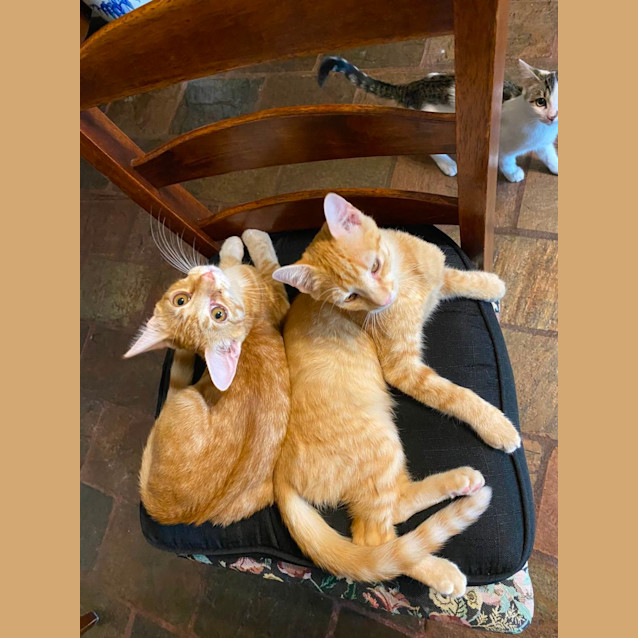 Photo of Oatis & Garfield