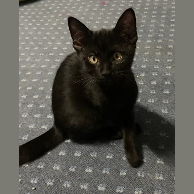 Photo of Midnight
