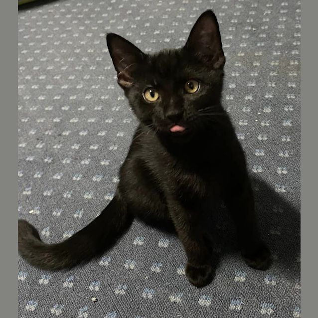 Photo of Midnight