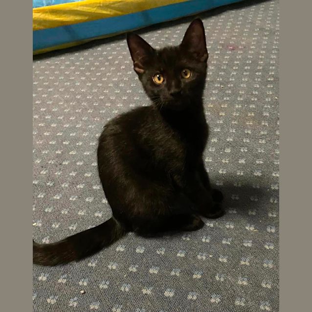 Photo of Midnight