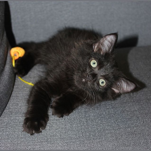 Photo of Loki