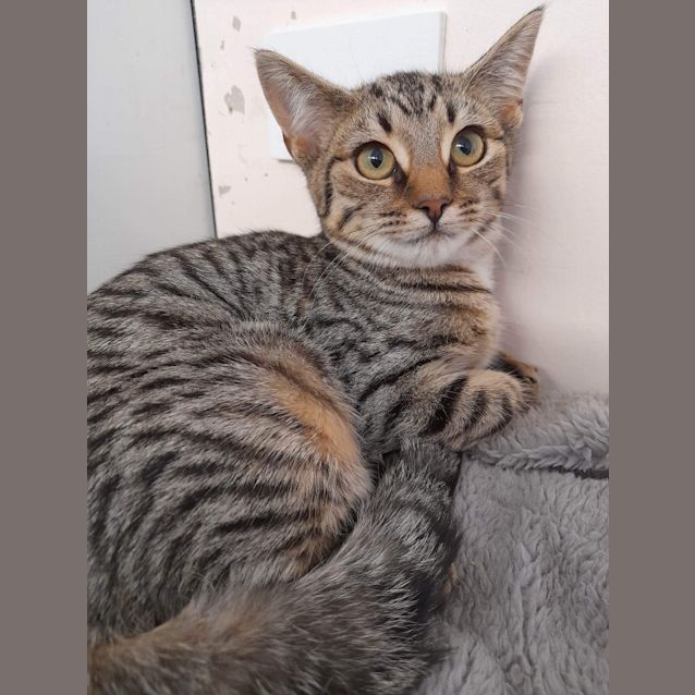 Photo of Symphony   Petstock