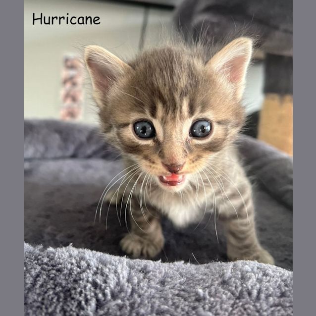 Photo of Hurricane