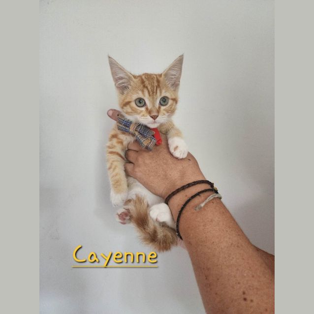 Photo of Cayenne