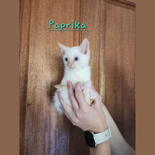 Photo of Paprika