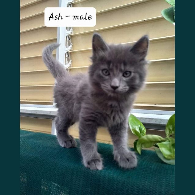 Photo of Ash