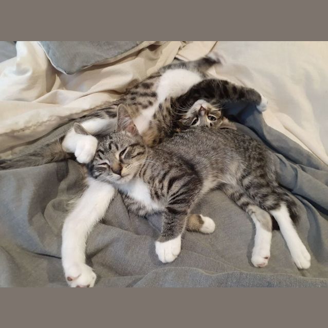 Photo of Bert And Ernie