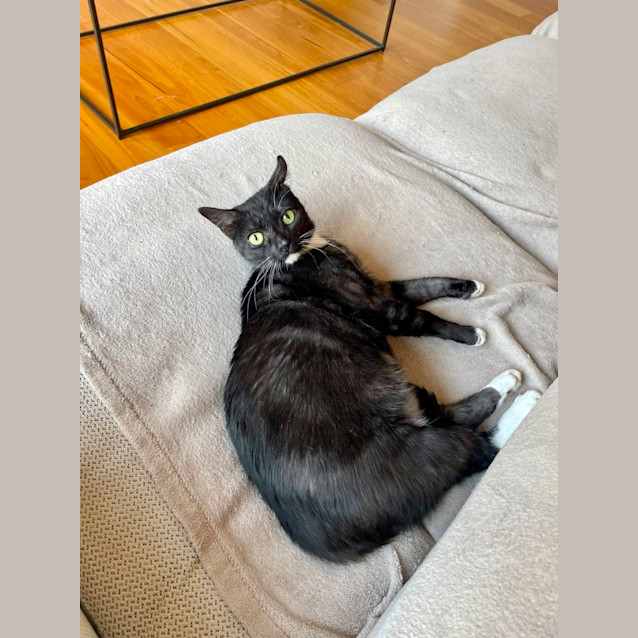 Photo of Pebbles   Located In Braybrook