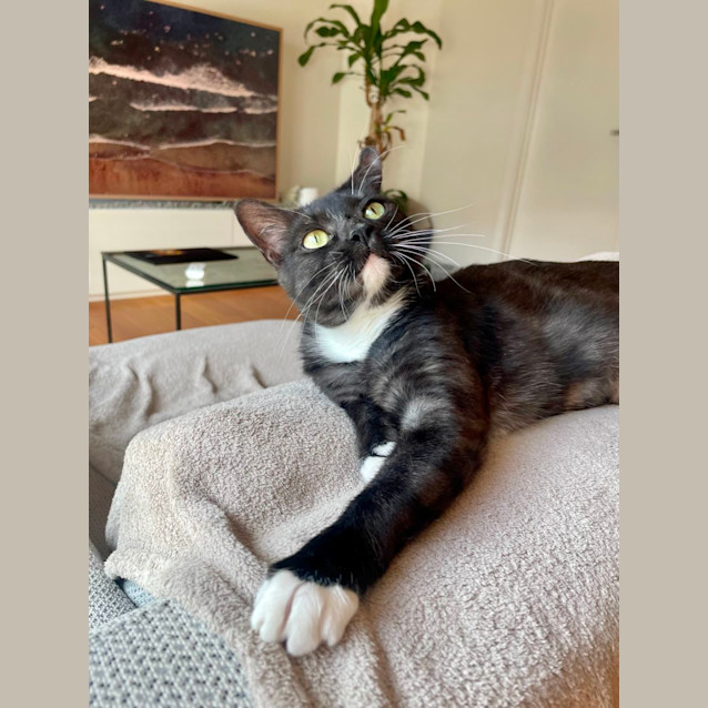Photo of Pebbles   Located In Braybrook