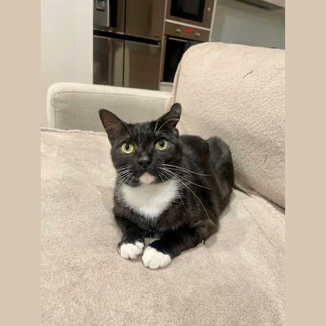 Photo of Pebbles   Located In Braybrook
