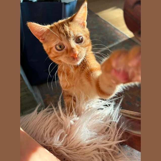 Photo of Ivy And Bean *Fin, Furred N Feathered**