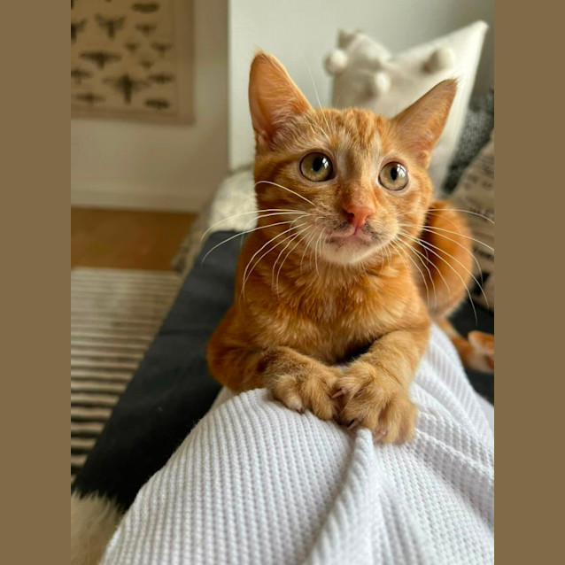 Photo of Ivy And Bean *Fin, Furred N Feathered**