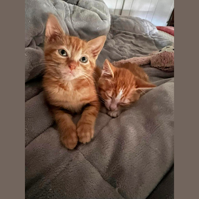 Photo of Ivy And Bean *Fin, Furred N Feathered**