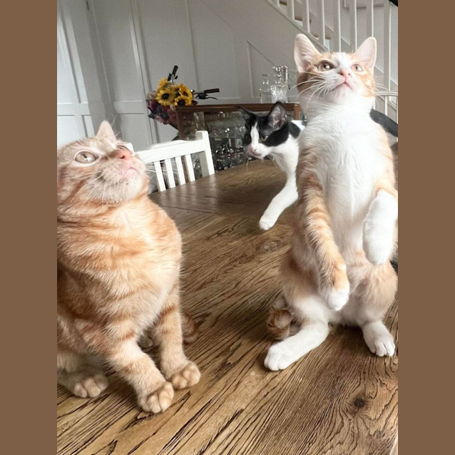 Photo of Ivy And Bean *Fin, Furred N Feathered**