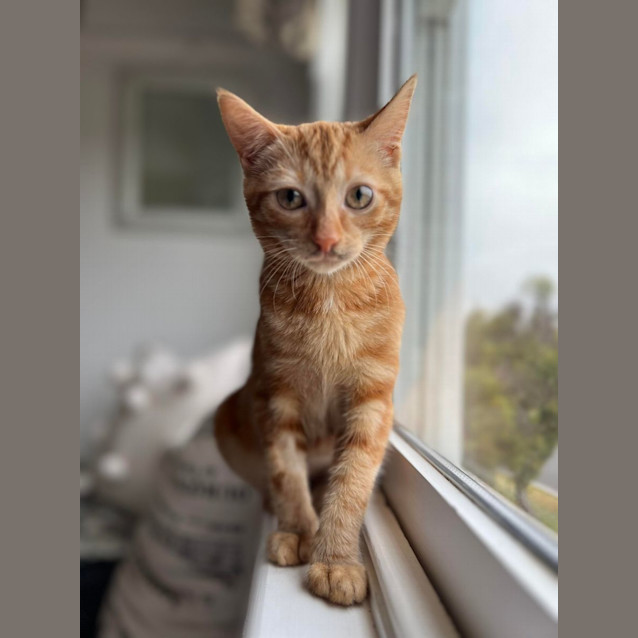 Photo of Ivy And Bean *Fin, Furred N Feathered**