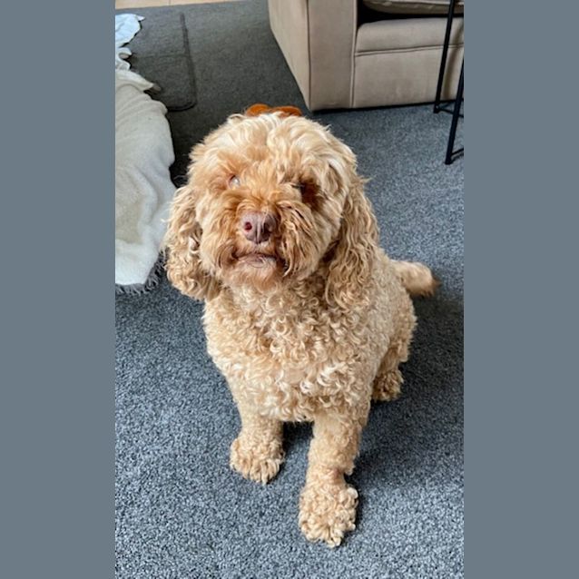 Photo of Alfie