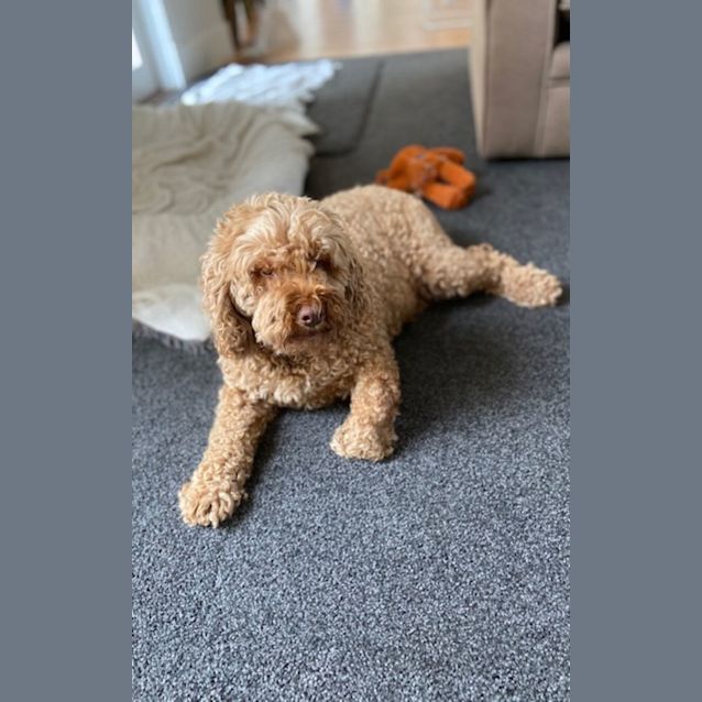 Photo of Alfie