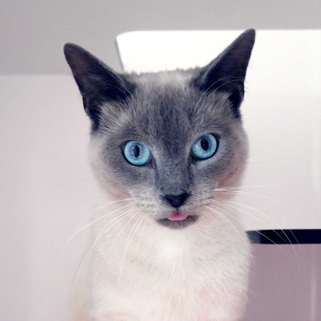 Photo of Aries Sua011070