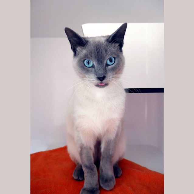 Photo of Aries Sua011070