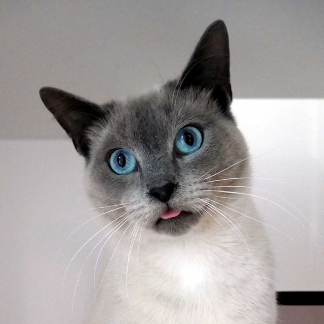 Photo of Aries Sua011070