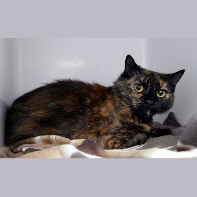 Photo of Morticia Sua011068