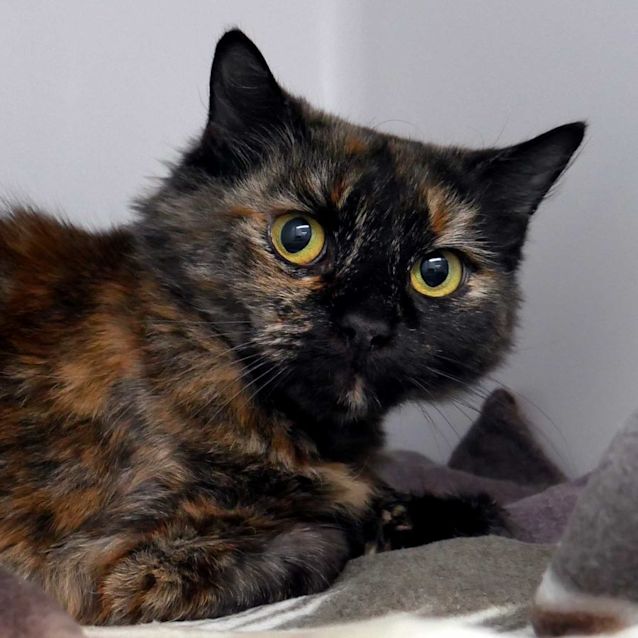 Photo of Morticia Sua011068