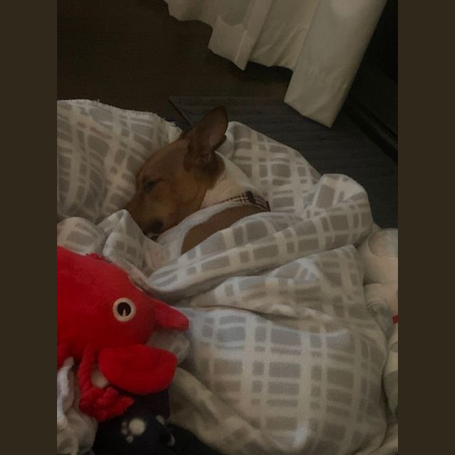 Photo of Louie
