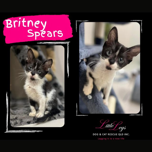 Photo of Britney Spears