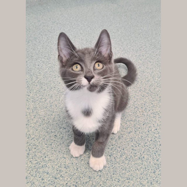 Photo of Apollo