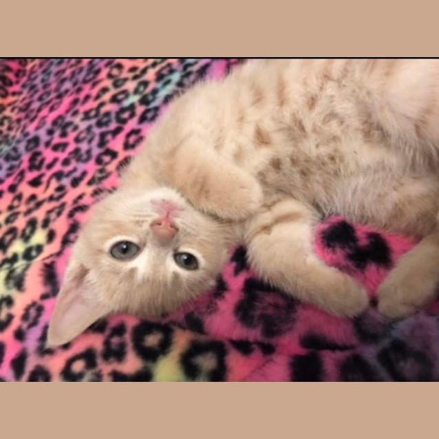 Photo of Peaches
