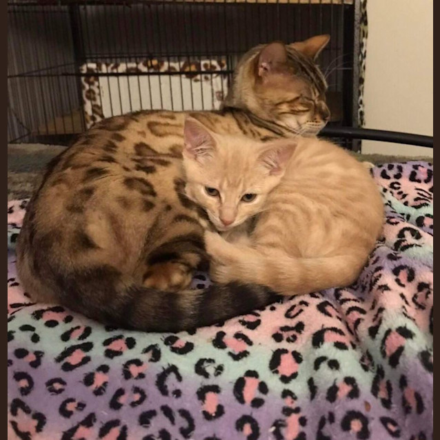 Photo of Peaches