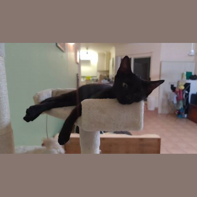 Photo of Slinky Malinky