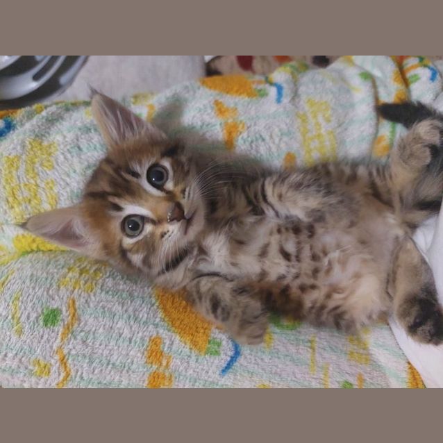 Photo of Pecan