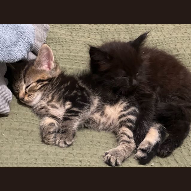 Photo of Beans