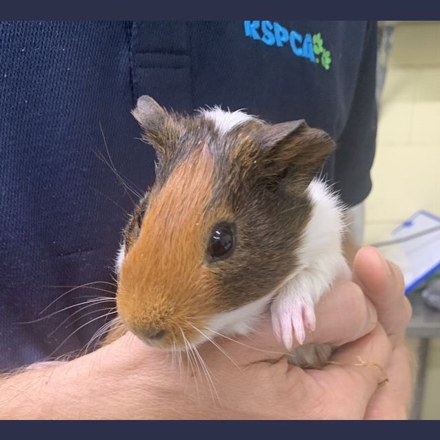 Photo of Squeak